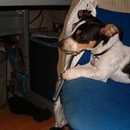 Jack russell terrier Gazza