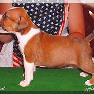 Amerikansk staffordshire terrier Yeller GreatVikings Blood