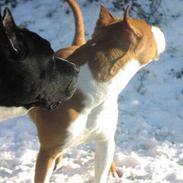 Amerikansk staffordshire terrier Yeller GreatVikings Blood