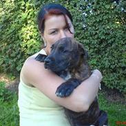 Blanding af racer Chico