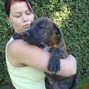 Blanding af racer Chico