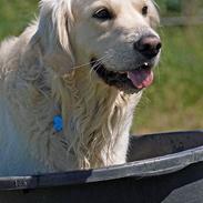 Golden retriever Prøvesøgårds Django