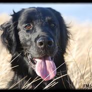 Flat coated retriever Sif<3