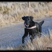 Flat coated retriever Sif<3