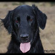 Flat coated retriever Sif<3