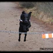 Flat coated retriever Sif<3