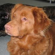 Nova scotia duck tolling retriever Bailey