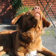 Nova scotia duck tolling retriever Bailey