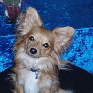 Blanding af racer Djanzco