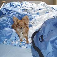 Blanding af racer Djanzco