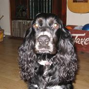 Cocker spaniel Molly