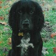 Cocker spaniel Molly