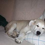 Blanding af racer Minnie