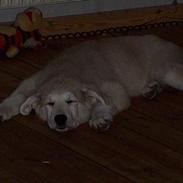 Blanding af racer Minnie