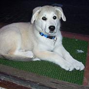 Blanding af racer Minnie