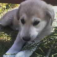 Blanding af racer Minnie