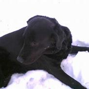 Labrador retriever Bella * R.I.P!
