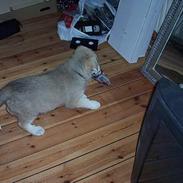 Blanding af racer Minnie