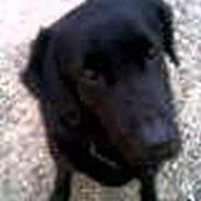 Labrador retriever Bella * R.I.P!