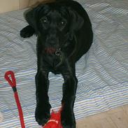 Labrador retriever Chilli