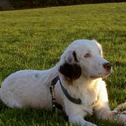 Blanding af racer Mox