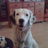 Blanding af racer Mox