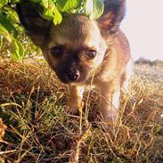 Chihuahua Oscar