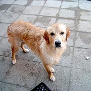 Golden retriever ollie