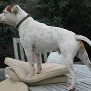 Staffordshire bull terrier Loke