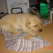 Labrador retriever Basso