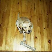 Labrador retriever Basso