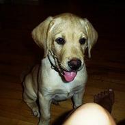 Labrador retriever Basso