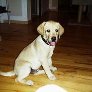 Labrador retriever Basso