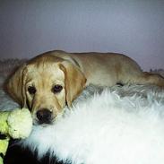 Labrador retriever Basso