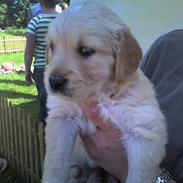 Golden retriever Daisy