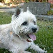 Cairn terrier Pjuske