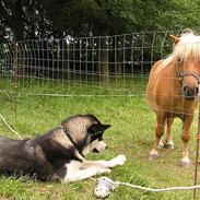 Alaskan malamute Ran Haubrad Dragemund 