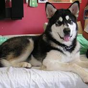 Alaskan malamute Ran Haubrad Dragemund 