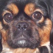 Blanding af racer Pippi