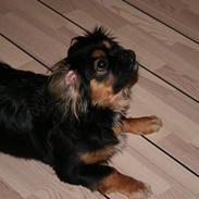 Blanding af racer Pippi