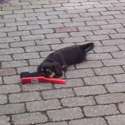 Blanding af racer Pippi