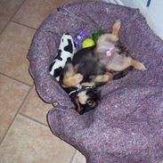 Blanding af racer Pippi