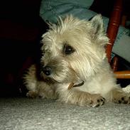 Cairn terrier Pjuske