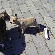 Fransk bulldog GIGI       *R.I.P.*