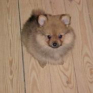 Pomeranian Foxy