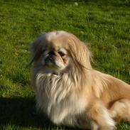 Pekingeser cera