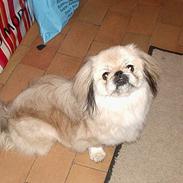 Pekingeser cera