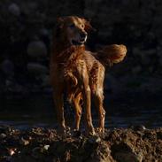 Golden retriever falco
