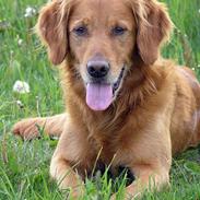 Golden retriever falco