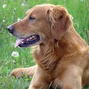 Golden retriever falco
